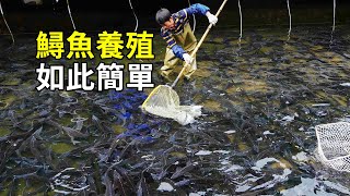 鱘魚的秘密，養殖過程大開眼界