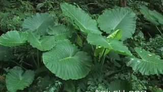 Okinawa, Japan 7: Nakijin Castle and Village