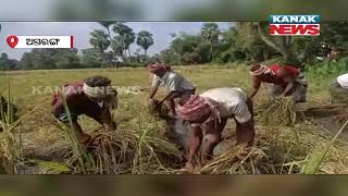 Crop Damage Due To Continuous Rain, Farmers Tensed | Odisha |