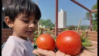 ছাদ বাগানের গাছ পাকা টমেটো | Doyel Agro