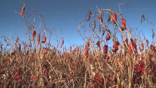 Pick a Pepper | Dell City, Texas