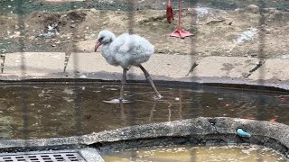 ベニイロフラミンゴの雛がもう水の中に入ってる【‎2024年‎7月26日】【上野動物園】