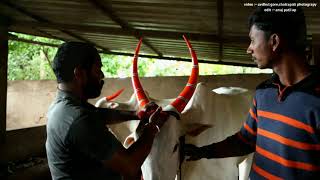 महाराष्ट्रीय बेंदुर २०२१ गज्या-बैज्या, वखार ग्रुप भिलवडी #video :- Chatrapati Photograpy Bhilawadi,