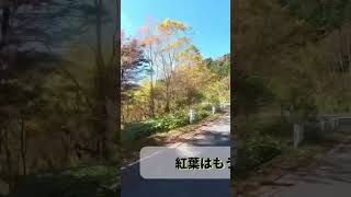 平日ツーリング　紅葉ビーナスライン