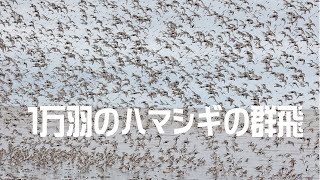 ハマシギの群飛　スローモーション動画/Dunlin