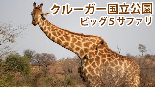 クルーガー国立公園ビッグファイブサファリ-Kruger National Park Big 5 Safari-