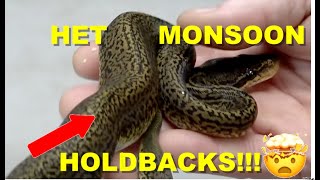 World FIRST Monsoon Pieds?! Double Het Hold Back Ball Pythons!