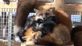 Fox Pile