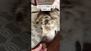 Sleeping dog smells treat trend  #fok #fyp #foryoupage #bestfriend #australian shepherd