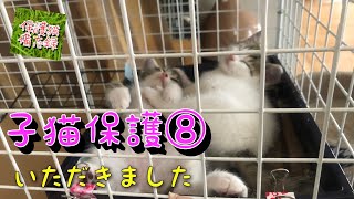 2021年6月【子猫保護8】警戒を解かない人間キライなキジ白くん【だが、時はきたれり】