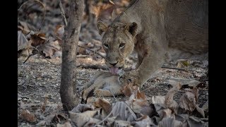 President Kovind visits Gir National Park and Wildlife Sanctuary