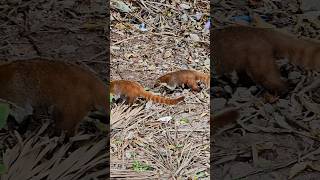 Wild city coatis Playa del Carmen Mexico tropical Caribbean jungle animal life #nature #wildlife