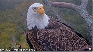 NEFL Eagles ~ GABBY RETURNS TO HER NEST \u0026 INCUBATES HER EGGS! Tries To Cast Pellet! 12.23.24