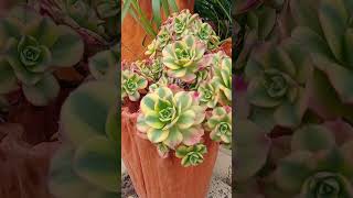 Aeonium floresens #suculentas #jardinagem