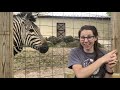 keeper connections zebra training