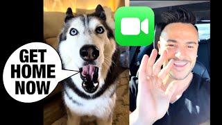 My Husky FACETIMES Her Owner (SHE ARGUES!)