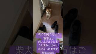 柴犬を飼う方はご覧下さい！飼い主が出かけようとすると玄関で行かせないようにする柴犬