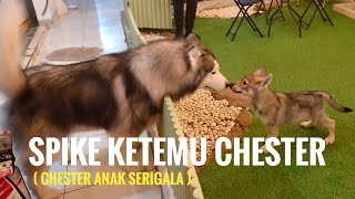 SPIKE ketemu CHESTER ( Serigala beneran !! )