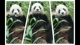 20250116 茄苳無果野竹空 圓寶轉向攻草叢(早餐) Giant Panda Yuan Bao