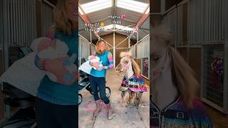 33 million views on TikTok #pregnancy #pregnant #horses #equestrian #horse #pony #mom #baby #shorts