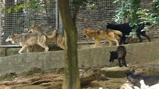 東山：走りまくるオオカミ一家（2011）Family of a running wolf