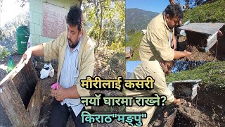 मौरीलाई कसरी नयाॅ घारमा राख्ने? Kiran90s