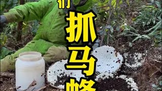 深山里发现一窝虎头蜂、见面就是干、哈哈大货就是舒服、爽… 马蜂 大自然的馈赠 金环虎头蜂 马蜂窝 小锅抓马蜂