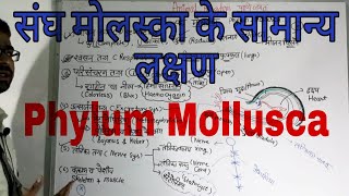 Phylum Mollusca in Hindi | संघ मोलस्का का वर्गीकरण | Biology in Hindi