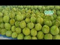 越南榴莲出口额将不断创下新纪录 经济 vietnam’s durian exports will continue to hit new records economy durian 榴莲