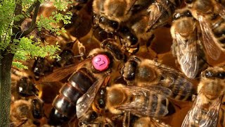 Comment marquer avec succès la reine de votre colonie d'abeilles : guide pratique pour les apicult.