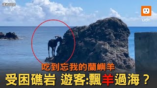 蘭嶼羊吃到忘我受困礁岩 遊客：飄「羊」過海嗎？