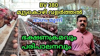 BV 380 മുട്ടകൊഴി വളർത്തൽ/ഭക്ഷണക്രമവും,പരിപാലനവും/ poultry farming, feeding