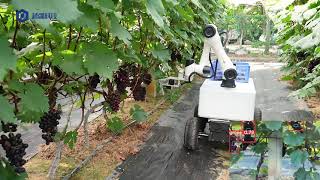 Collaborative robotic arm picking grapes - Start the Smart Orchard