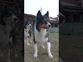 お庭で遊びが大好きなボーダーコリーとオゥシー　 ボーダーコリー オーストラリアンシェパード dog