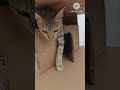 Funny Cat #funny #funnyvideo #viral #youtubeshorts #viralvideo #entertainment #oman