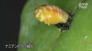 ナミテントウの蛹化【1分】