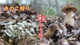 【キノコ狩り 2023年#10 】出てきた!! #シャカシメジ　秋の予感　夏🍄そろそろ終焉かな #タマゴタケ 　他イグチ 4選 　　      　8月26.27日撮影