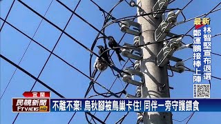 烏秋受困電線杆數天　鳥同伴接力守護餵食－民視新聞