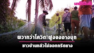 ผวากว่าโควิด!ฝูงจงอางบุก ชาวบ้านกลัวไม่ออกกรีดยาง | Dailynews