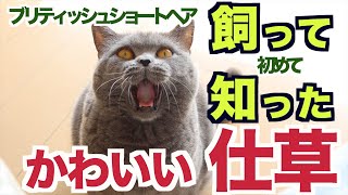 【ブリティッシュショートヘア】飼って初めて知った！かわいい仕草大公開！〜これっ理由なんて必要ありません！笑〜