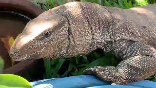 Bengal monitor (Varanus bengalensis) | Thalagoya