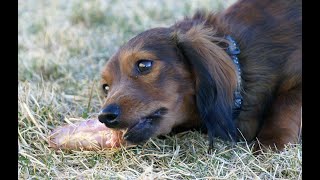 Raw Diets for Pets