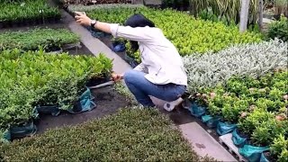 Planting Trees on the Roofs EP.3 lตามหาตลาดต้นไม้ ราบ 11 แหล่งต้นไม้ราคาถูก น่าสนใจ