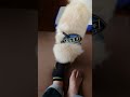 靴下を脱がす犬　 shorts