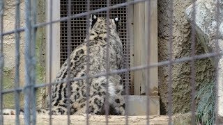 ユキヒョウ赤ちゃんフク  入りたくてアンアン鳴いてみた（親子分け3日目） 2019.2月 Snow Leopard Cub  Panthère des neiges