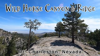 Wild Horse Canyon and Ridge Loop, Mt. Charleston, Spring Mountains National Recreation Area, Nevada