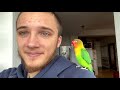 how to gain your lovebird s trust