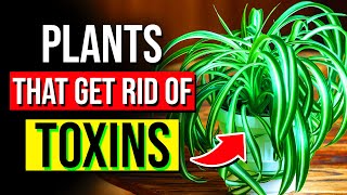 15 Best Indoor Plants To GET RID Of Toxins \u0026 Chemicals