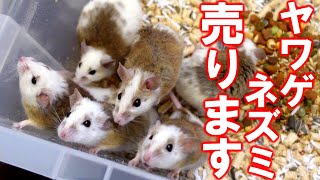 【通販可能！】ヤワゲネズミ(プチラット)の販売を開始します【少数限定！】