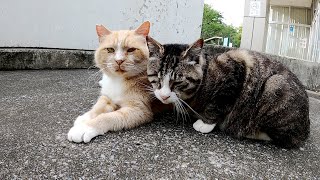 野良猫生活の苦労がにじみ出た2匹、これからも仲良く暮らしてね